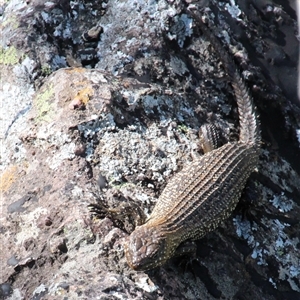 Egernia cunninghami at Latham, ACT - 18 Oct 2014 02:57 PM