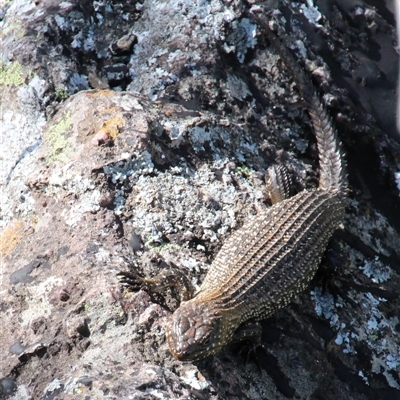 Egernia cunninghami (Cunningham's Skink) at Latham, ACT - 18 Oct 2014 by Jennybach