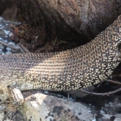 Egernia cunninghami at Latham, ACT - 18 Oct 2014 02:57 PM