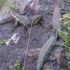 Egernia cunninghami at Latham, ACT - 18 Oct 2014 02:57 PM