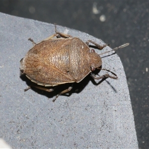 Dictyotus caenosus at Freshwater Creek, VIC - 16 Nov 2024 12:19 PM