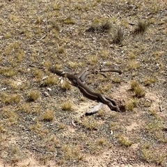 Pseudonaja textilis (Eastern Brown Snake) at Forde, ACT - 19 Nov 2024 by walter