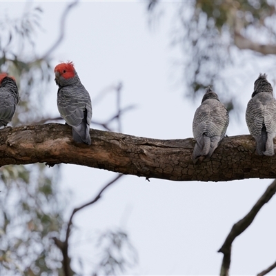 Callocephalon fimbriatum (Gang-gang Cockatoo) at Acton, ACT - 21 Nov 2024 by richardm