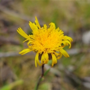 Podolepis jaceoides at Captains Flat, NSW by Csteele4