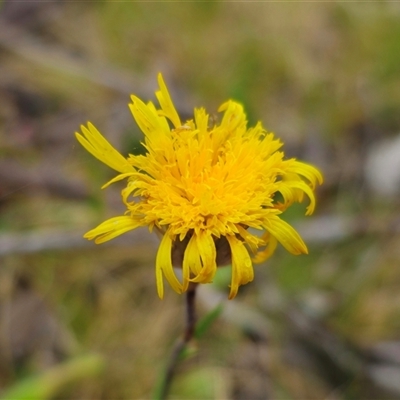 Podolepis jaceoides at Captains Flat, NSW - 21 Nov 2024 by Csteele4