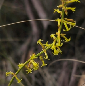 Stackhousia viminea at Captains Flat, NSW - 21 Nov 2024