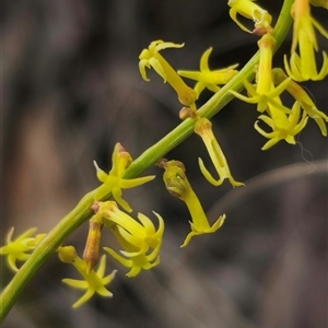 Stackhousia viminea at Captains Flat, NSW - 21 Nov 2024