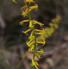 Stackhousia viminea at Captains Flat, NSW - 21 Nov 2024