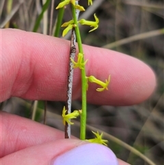 Stackhousia viminea at Captains Flat, NSW - 21 Nov 2024