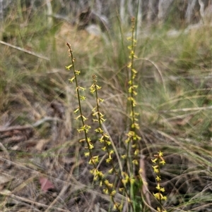 Stackhousia viminea at Captains Flat, NSW - 21 Nov 2024