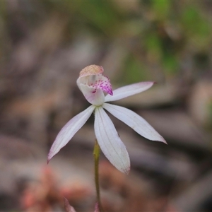 Caladenia moschata at Captains Flat, NSW - 21 Nov 2024