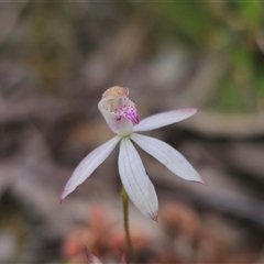 Caladenia moschata at Captains Flat, NSW - 21 Nov 2024