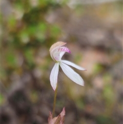 Caladenia moschata at Captains Flat, NSW - 21 Nov 2024