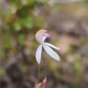 Caladenia moschata at Captains Flat, NSW - suppressed