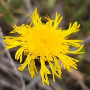 Podolepis jaceoides at Captains Flat, NSW by Csteele4