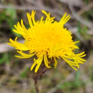 Podolepis jaceoides at Captains Flat, NSW - 21 Nov 2024