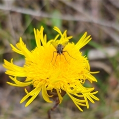 Podolepis jaceoides at Captains Flat, NSW - 21 Nov 2024