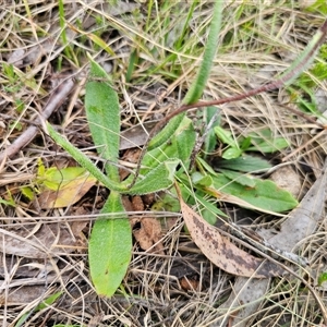 Podolepis jaceoides at Captains Flat, NSW - 21 Nov 2024