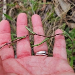 Podolepis jaceoides at Captains Flat, NSW - 21 Nov 2024