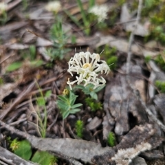 Pimelea linifolia subsp. linifolia at Captains Flat, NSW - 21 Nov 2024 by Csteele4