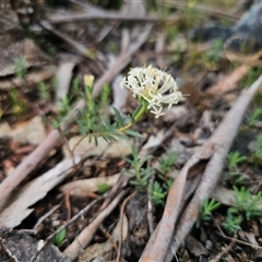 Pimelea linifolia subsp. linifolia at Captains Flat, NSW - 21 Nov 2024