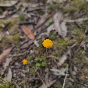 Leptorhynchos squamatus at Captains Flat, NSW - 21 Nov 2024