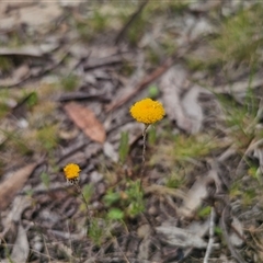 Leptorhynchos squamatus at Captains Flat, NSW - 21 Nov 2024