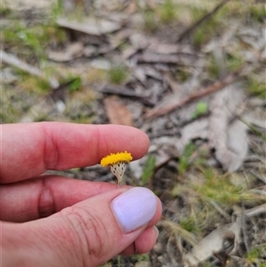 Leptorhynchos squamatus at Captains Flat, NSW - 21 Nov 2024