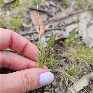 Leptorhynchos squamatus at Captains Flat, NSW - 21 Nov 2024