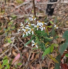 Olearia erubescens at Rossi, NSW - 21 Nov 2024 by Csteele4