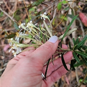 Olearia erubescens at Rossi, NSW - 21 Nov 2024 03:06 PM