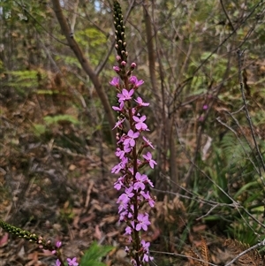 Stylidium armeria subsp. armeria at Palerang, NSW - 21 Nov 2024