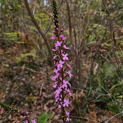 Stylidium armeria at Palerang, NSW - 21 Nov 2024 by Csteele4