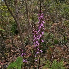 Stylidium armeria subsp. armeria at Palerang, NSW - 21 Nov 2024