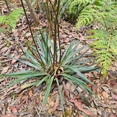 Stylidium armeria subsp. armeria at Palerang, NSW - 21 Nov 2024