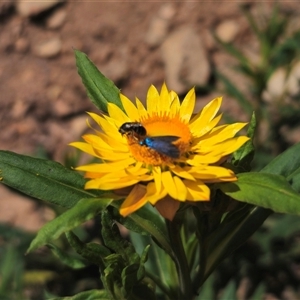 Xerochrysum bracteatum at Palerang, NSW by Csteele4