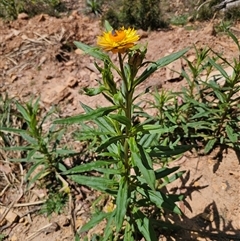 Xerochrysum bracteatum at Palerang, NSW - 21 Nov 2024 02:33 PM