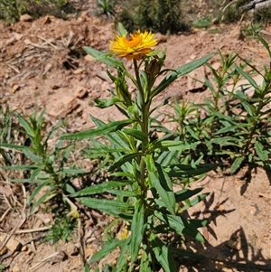 Xerochrysum bracteatum at Palerang, NSW - 21 Nov 2024 02:33 PM