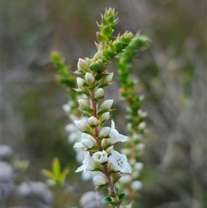 Epacris microphylla at Palerang, NSW by Csteele4