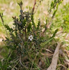 Epacris gunnii at Palerang, NSW - 21 Nov 2024