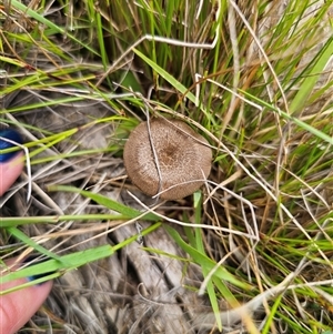 Lentinus arcularius at Palerang, NSW - 21 Nov 2024 02:03 PM