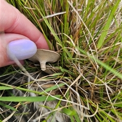 Lentinus arcularius at Palerang, NSW - 21 Nov 2024 02:03 PM