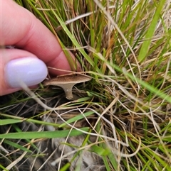 Lentinus arcularius at Palerang, NSW - 21 Nov 2024