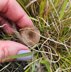 Lentinus arcularius at Palerang, NSW - 21 Nov 2024 02:03 PM