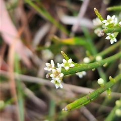 Choretrum pauciflorum at Palerang, NSW - 21 Nov 2024 by Csteele4