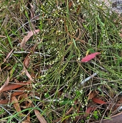 Choretrum pauciflorum at Palerang, NSW - 21 Nov 2024