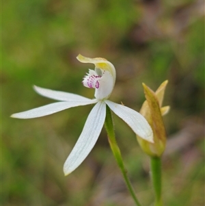 Caladenia moschata at Palerang, NSW - 21 Nov 2024