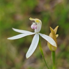 Caladenia moschata at suppressed - 21 Nov 2024