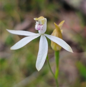 Caladenia moschata at Palerang, NSW - 21 Nov 2024