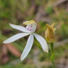 Caladenia moschata at Palerang, NSW - 21 Nov 2024